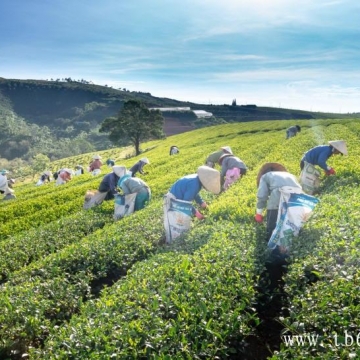 白茶的功效：你最喜欢哪一种？