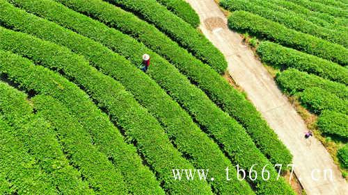 福鼎老白茶茶饼怎么