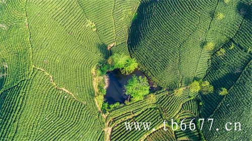 寿眉白茶钱一斤