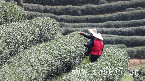 菊花山楂红枣茶的做法