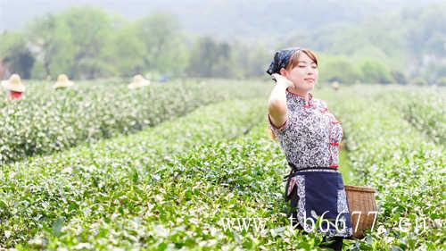 贵州茶面积扩张潜力仍在好在