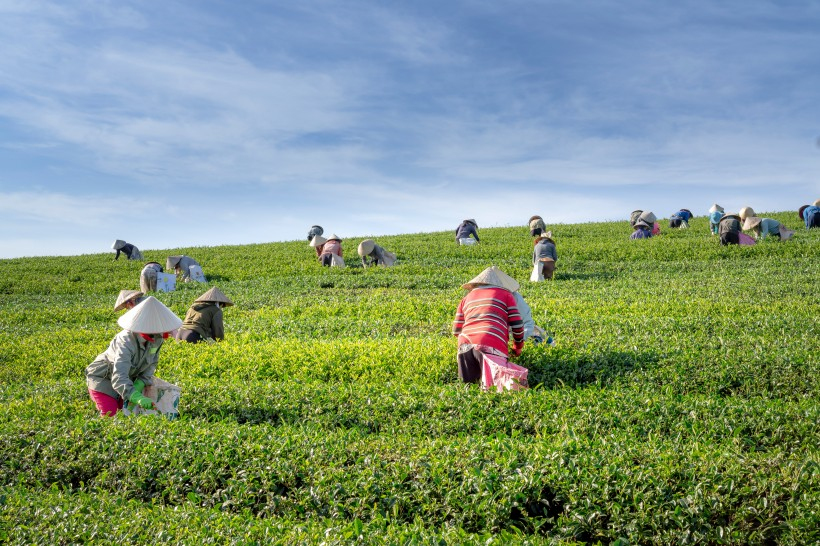 福鼎白茶五种不同茶具冲泡方法介绍