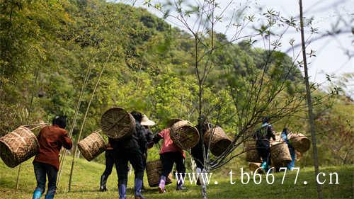 文山包种茶的由来你了解多少