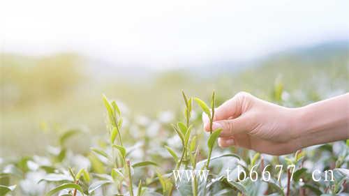 长期收藏白茶需要注意什么