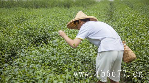 广东人最爱喝的茶你喝过几种