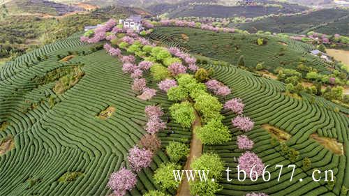 茶妈妈高山贡眉