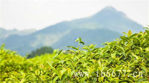 台湾特产冻顶茶