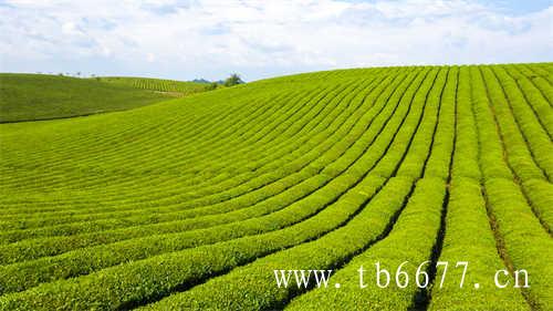 茶树的生长环境对白茶香气的影响