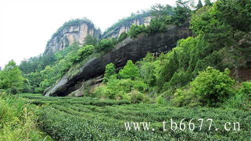 饮用红茶或可降低不良胆固醇水平