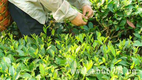 贡眉白茶的价格决定因素有哪些