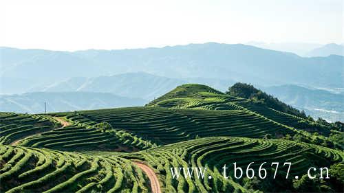 台湾乌龙茶台湾冻顶乌龙