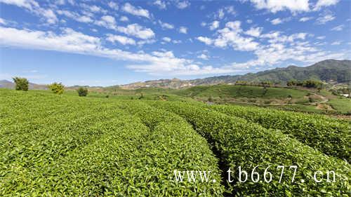 茶饮料中为何加碳酸氢钠