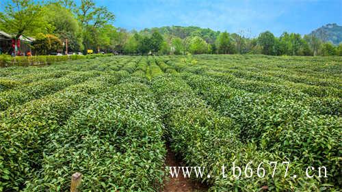 散茶和饼茶的区别在哪