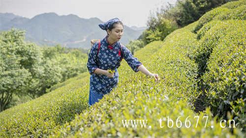 中国十大名茶的代表品牌是哪些