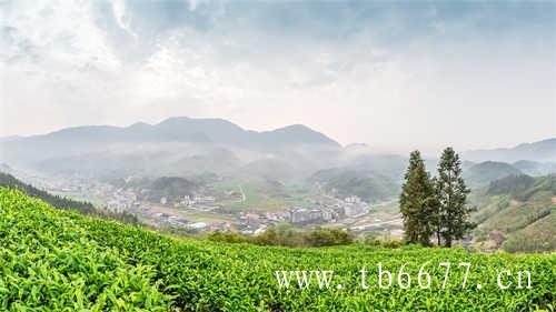 老白茶并非全是茶饼的状态